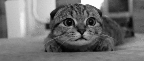 Best Scared Cats Compilation 2015 - FUNNY CATS on Make a GIF