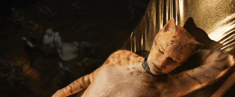 cats3.gif